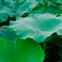 鱼台张黄藕池撒肥