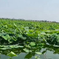 济宁唐口藕塘四百袋化肥播撒