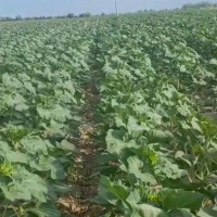 阿勒泰北屯1000亩食葵飞防大疆无人机联系