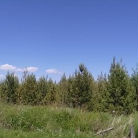 河北承德600亩松树打药