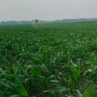 哈尔滨呼兰区3000亩玉米飞防大疆3040马上联系