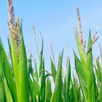 内蒙古包头70亩玉米飞防不限机型