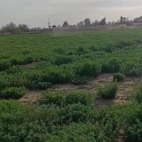 海拉尔2000亩苜蓿附近无人机联系
