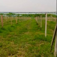 湖北荆州公安县150亩吊挂飞防不限机型马上联系