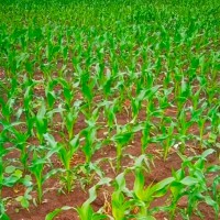 洛阳孟津扣马200亩玉米打除草剂不限机型