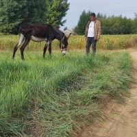 内蒙古赤峰谷子 高粱 玉米 黍子 甜菜收个作业