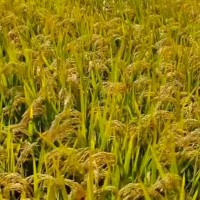济宁唐口40亩水稻撒肥附近飞机联系
