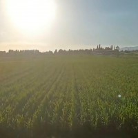 辽宁100万亩玉米统防大疆t3040联系