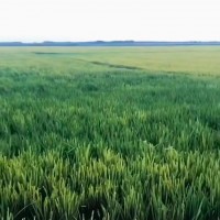 贵州长顺县6万亩水稻统防大疆3040联系