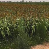 沧州沧县旧州2000亩高粱飞防大疆t30联系