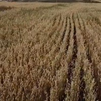 乌兰察布凉城600亩莜麦飞防除草，大疆3040联系