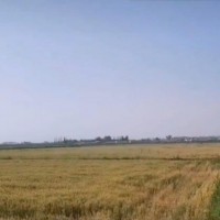 内蒙克什克腾60000亩小麦收割机联系