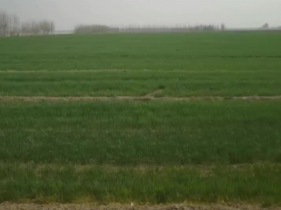 出租邯郸魏县2000亩水浇地