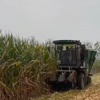 安徽7万亩玉米双收机马上联系