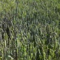 青海贵南1800亩麦子履带收割机联系