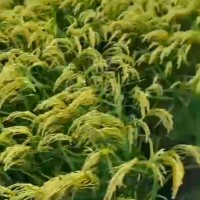 天津水稻收割9月20，洋马1180联系，8000亩