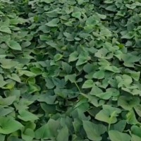 河南巩义50亩蔬菜打药不限机型