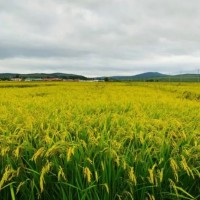 东北水稻收割农活预定