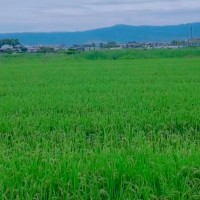 天津宝坻半喂收割机需50台