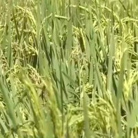 江苏水稻统防70万亩 1升量 大疆机子上上