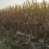 沧州海兴附近单收联系70一亩