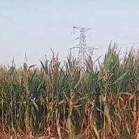 十月一山东德州乐陵玉米收割机联系