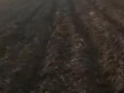 出租依安6000亩耕地