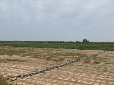 出租郑州中牟县3000亩 可分租水浇地