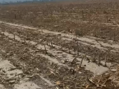 出租昌吉呼图壁县 6600亩 水浇地