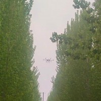 沧州东500亩杨树飞防不限机型