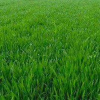 汝南统防大疆植保机联系