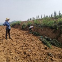 山阳县，茶叶500大疆T30以上