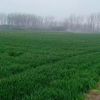 安徽黄山市徽州区呈坎镇需要飞机打药