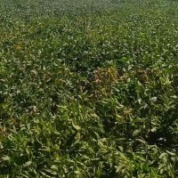 南京六合区60亩黄豆打药