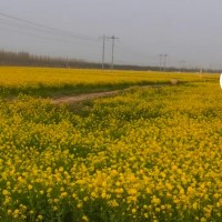 武汉1500亩油菜籽7号开始收割机联系