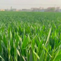 河北衡水3000亩小麦收割机联系