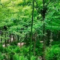 徐州新沂市高流镇50亩苗圃不限机型