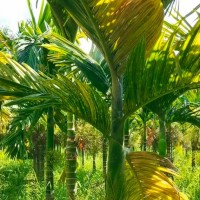 海南屯昌80亩槟榔飞防不限机型