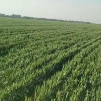 邯郸丛台270亩果树飞防大疆飞机联系