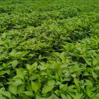 喀什莎车县200多亩辣椒飞防不限机型