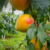 凉山德昌县60亩桃树飞防