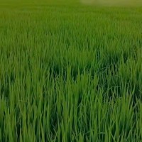 宝鸡撒化肥飞机不限机型
