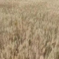小麦收割