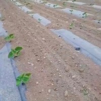 阿勒泰富蕴3000亩葵花预定飞机