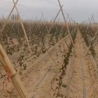 三门峡灵宝200亩山药飞防