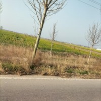 小麦收割履带小麦收割机，沃德，洋马车