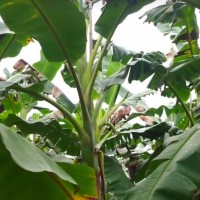 广州增城香蕉树飞防不限机型