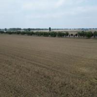 小麦收割