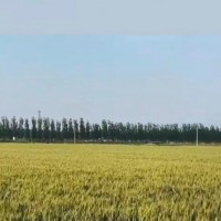 泗县小履带的联系
