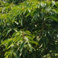 信宜150亩荔枝飞防不限机型